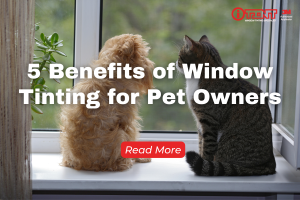 5 Benefits of Window Tinting for Pet Owners